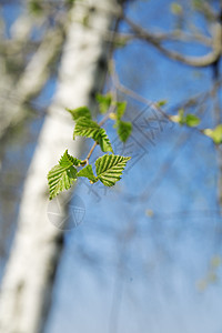 青绿小叶子的树枝天气阴影公园植物分支机构生态森林宏观太阳树干图片