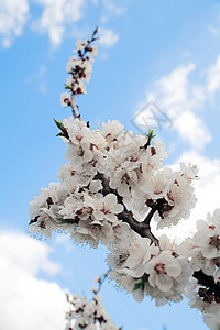 树的花枝季节叶子生长天空环境生活蓝色脆弱性森林树木图片