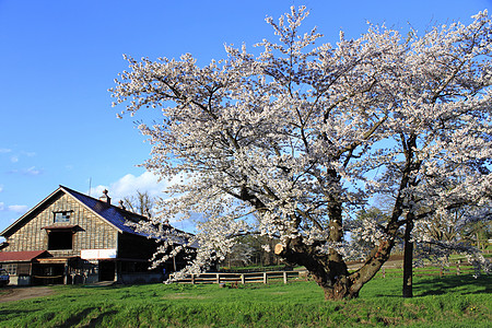 烟雾屋和樱花花图片