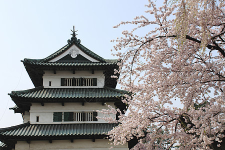 樱花和日日城堡旅行天空粉色公园蓝色图片