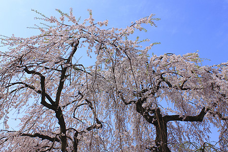 广崎公园的樱花花粉色蓝色城堡天空公园樱花旅行图片