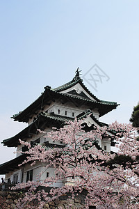 樱花和日日城堡蓝色天空粉色旅行公园图片