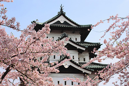 樱花和日日城堡粉色蓝色旅行天空公园图片