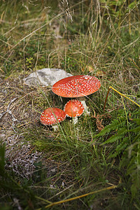 弗莱阿加里克红色生物植物绿色土地图像曲线圆圈环境保护对象图片