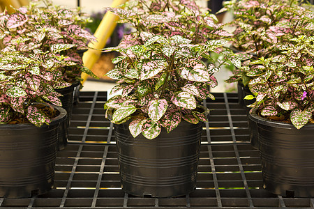 动物植物棕色绿色园艺热带风格白色花园生长植物群叶子图片