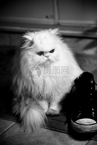 波斯hemalayan 猫白色猫科动物猫咪毛皮宠物头发小猫色点图片