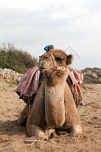 骆驼坐着天空动物棕色地平线哺乳动物单峰干旱运输沙漠旅行图片