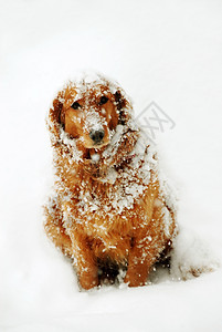 雪中的狗橙子季节哺乳动物暴风雪寒冷鼻子猎犬动物金子悲伤图片