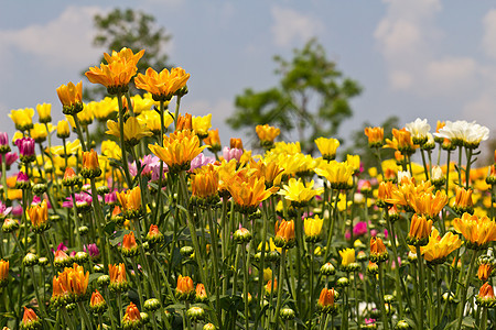 色彩多彩的菊花花菊花宏观雏菊紫色花瓣季节植物学花园花束植物图片