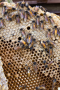 蜂窝金子梳理领导蜜蜂蜂巢荒野药品养蜂人蜂蜡昆虫图片
