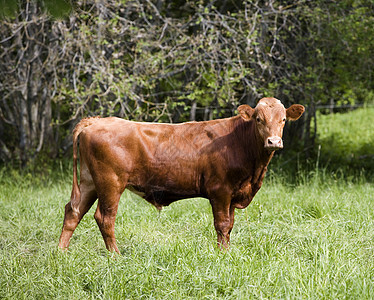 棕牛田园棕色家畜复兴日落场景哺乳动物小牛奶牛农场图片