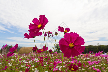 粉粉宇宙花花园花园草地雌蕊叶子公园花粉天空橙子植物群香水背景图片