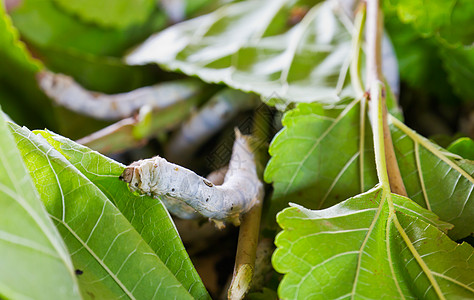 食用黄莓叶的丝虫蚕业幼虫昆虫绿色宏观纺织品织物材料文化叶子图片