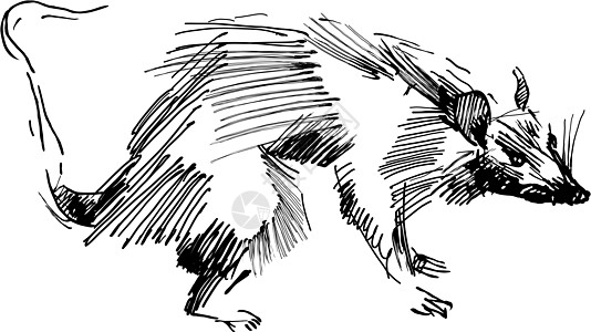 大鼠绘画打印蚀刻技术雕刻铅笔草图黑色老鼠毛皮图片