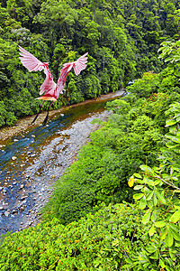 玫瑰勺子野生动物丛林叶子木头农村羽毛航班飞行热带粉色图片