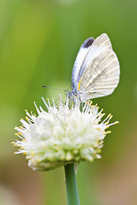 花朵上的蝴蝶飞行植物木头差距动物场地投标季节生活花瓣图片