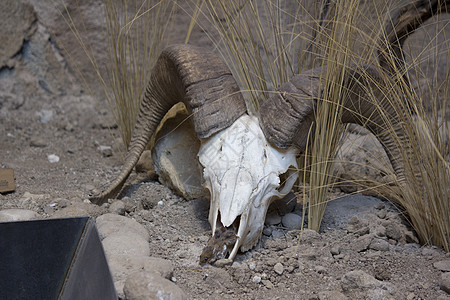 大角羊头骨沙漠颅骨喇叭图片