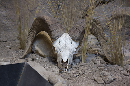 大角羊头骨喇叭沙漠颅骨图片