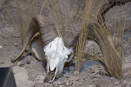 大角羊头骨喇叭沙漠颅骨图片