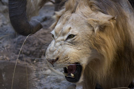 大狮子露出牙齿愤怒野猫兽嘴水平毛皮大猫动物黑色野生动物雄性图片