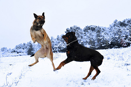 雪中狗狗棕色宠物牧羊人跳跃警觉小狗动物犬类图片