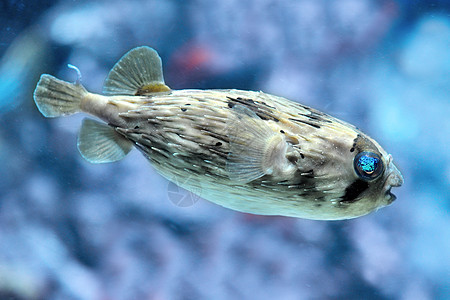 细皮鱼河豚鲇鱼蓝色热带豪猪水族馆动物热带鱼图片