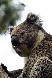 Koala高居世界之上图片