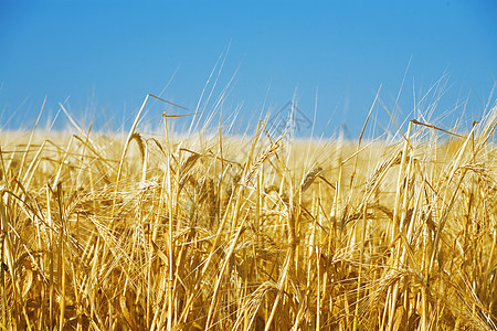 收获前的黄金麦田粮食城市土地谷物农业财富草地玉米宏观植物图片