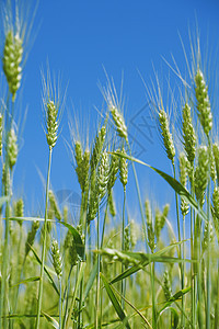 绿绿色的稻草面包城市粮食谷物玉米大麦土地宏观生长图片