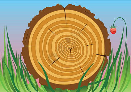 木制切割松树宏观木头戒指环境插图生态蓝色木材生活图片