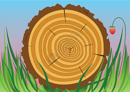 木制切割松树宏观木头戒指环境插图生态蓝色木材生活背景图片