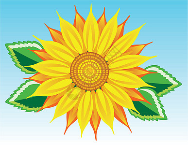 矢量向日葵晴天太阳种子圆圈礼物花园蓝色阳光绘画场地图片