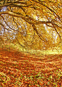 秋季森林公园叶子花园场景植被红色季节植物群树木图片