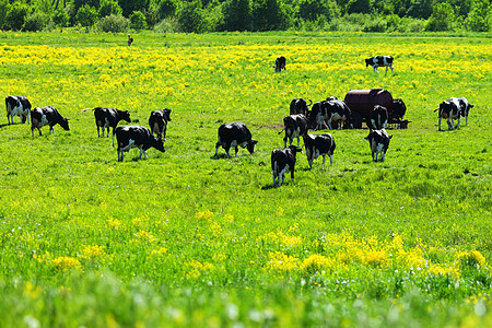 在绿地上的牛牛奶风景牛肉牧场草地晴天耳朵丘陵动物奶制品图片