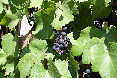 成熟葡萄生长酒厂叶子收成季节葡萄园藤蔓农业营养食物图片