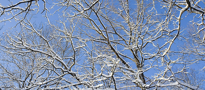 有雪雪的分支低角度阳光天空下雪天气蓝色季节视图水平图片