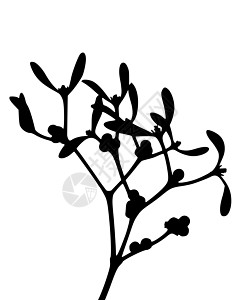 密寄托 Mistlete插图专辑黑色叶子枝条树叶植物内脏背景图片