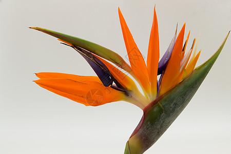 天堂之鸟花橙子热带异国波峰生长气候情调美丽植物冥想图片
