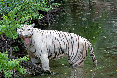 白虎猫科条纹哺乳动物食肉动物园老虎生物敬畏晶须荒野高清图片