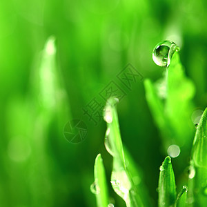 树本背景阳光液体刀刃草地宏观水滴树叶花园气候雨滴图片