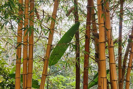 竹竹背景森林树木木头树叶环境植物绿色图片