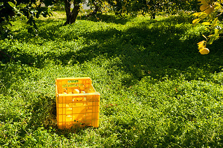 柠檬收获场地树木水平阳光晴天采摘乡村水果案例农业图片