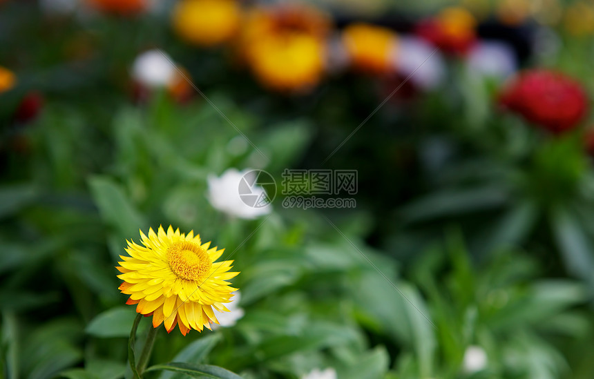 黄菊生长宏观花粉花园礼物橙子植物群植物学生活雏菊图片