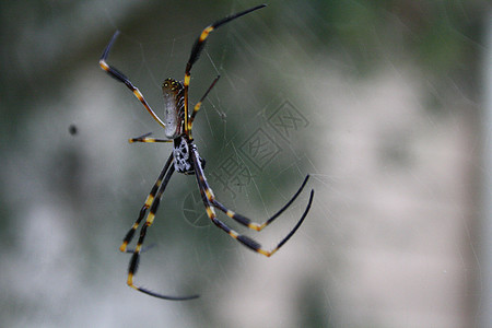 蜘蛛黑色黄色黄蜘蛛背景图片