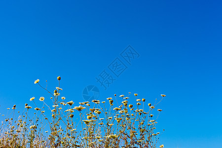 天空中美丽的花朵宏观植物植物群蓝色荒野冻结草地太阳天气场地图片