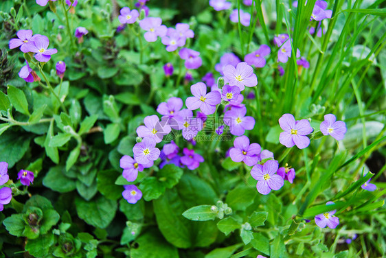 丁立花丛田图片