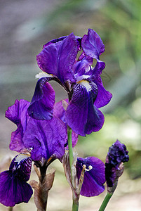 维奥莱特伊里斯鸢尾花花瓣紫色植物公园图片