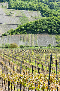 德国莱茵兰法尔茨波利奇附近的葡萄园酒业国家植物世界农村农业风景植物群植被外观图片