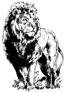 狮子王力量绘画勇气愤怒男性贵族食肉狮子危险荒野图片