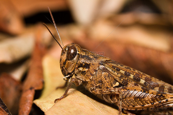 棕刺槐宏观漏洞蟋蟀生物天线棕色脊椎动物害虫野生动物图片
